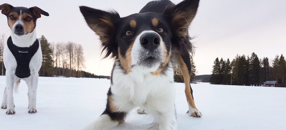  PS Hundnytta